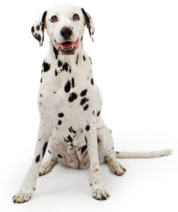 Dalmatian - Best Therapy Dog Breeds