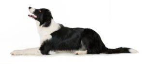 Border Collie - Best Therapy Dog Breeds