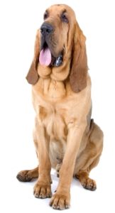 Bloodhound - Best Therapy Dog Breeds