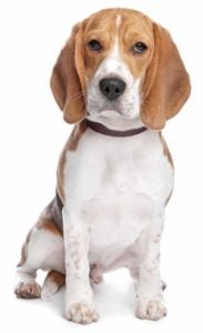 Beagle - Best Therapy Dog Breeds