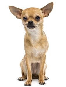 Chihuahua - Best Therapy Dog Breeds