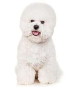 Bichon Frise - Best Therapy Dog Breeds