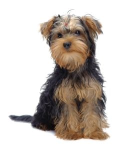 Yorkshire Terrier - Best Therapy Dog Breeds