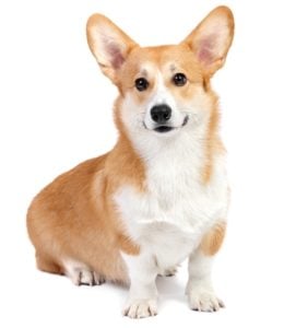 Pembroke Welsh Corgi - Best Therapy Dog Breeds