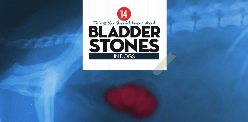 Bladder Stones in Dogs