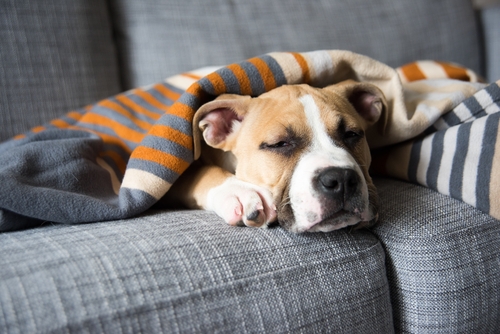 Dog with bone cancer