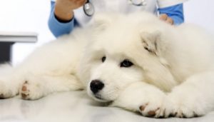 Treatment of bone cancer in dogs