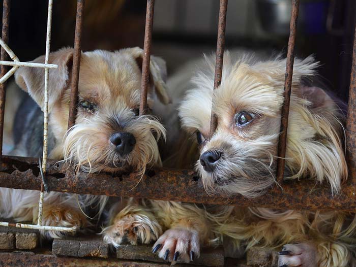 California Set to Ban Puppy Mill Sales to Encourage Dog Adoption