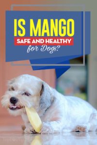 Can Dogs Eat Mango