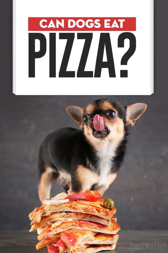 Can Dogs Eat Pizza