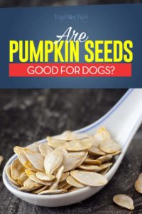 Can Dogs Eat Pumpkin Seeds