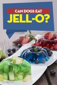 Can Dogs Have Jell-O