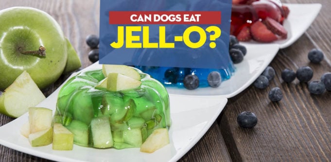 Can Dogs Have JellO