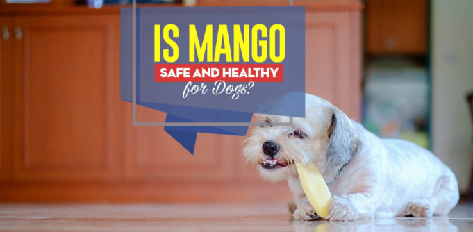 Can Our Dogs Eat Mango