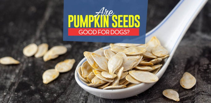 Can Our Dogs Eat Pumpkin Seeds