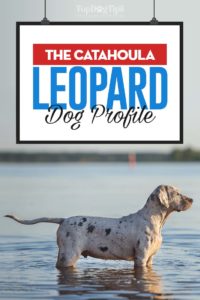 Catahoula Leopard Dog Profile