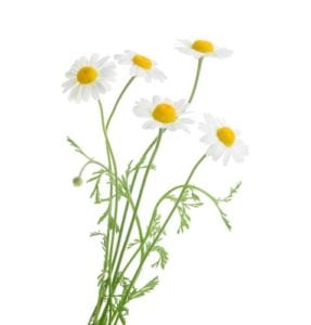 Chamomile for worms in dogs