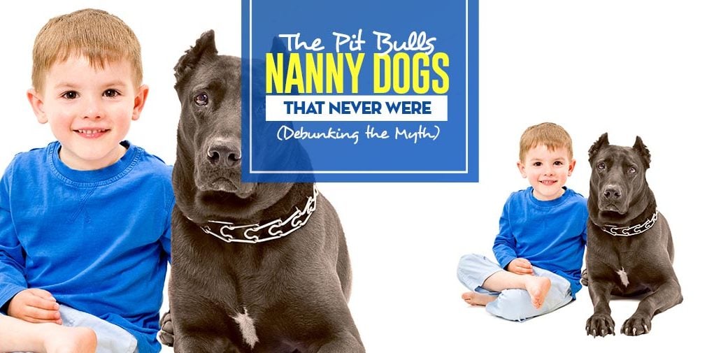 Debunking Pit Bulls Nanny Dogs Myths