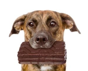 Does chocolate kill dogs