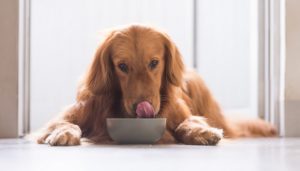 Feed Several Small Meals to Prevent Dog Bloat