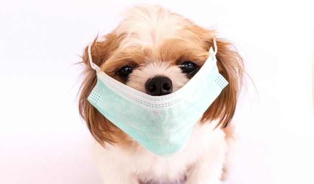 Dog wearing a face mask amid new respiratory illness affecting dogs