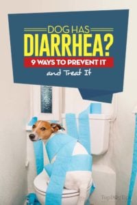 Dog Has Diarrhea Tips