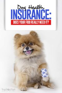 Dog Health Insurance - Does Your Fido Really Need It