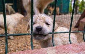 Dog in puppy mill