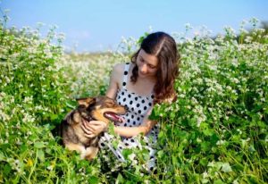 Dog in the buckwheat plant field