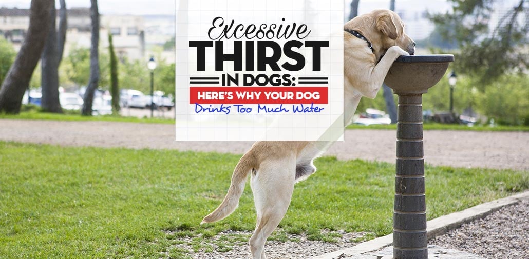 Excessive Thirst in Dogs Guide