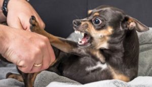 Canine Fear and Aggression Can Be Genetic