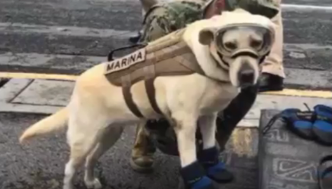 Meet Frida, the Dog Rescuing Humans After Mexico’s Earthquake