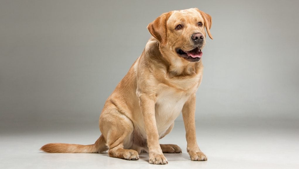 Goldador Dog Breed