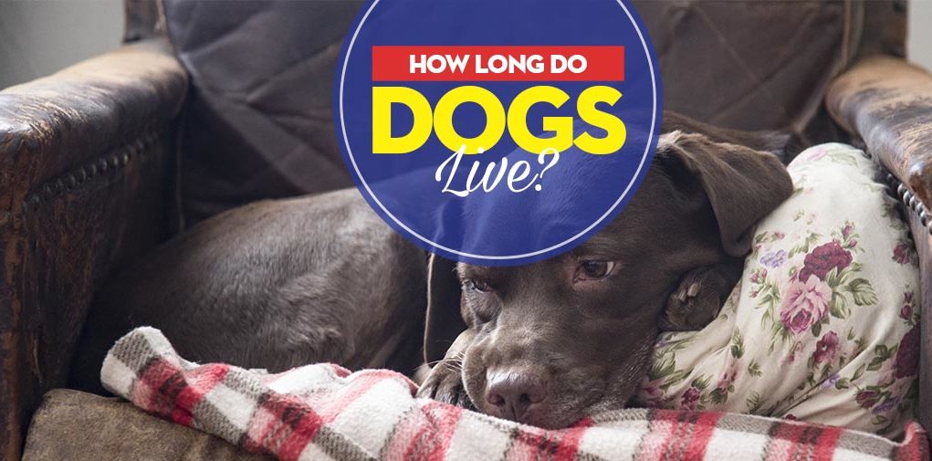 Guide on How Long Do Dogs Live