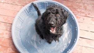 Providing cool water to prevent heat stroke in dogs