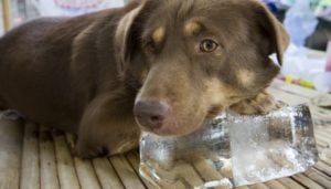 The first step to dealing with heat stroke in dogs is lowering body temperature