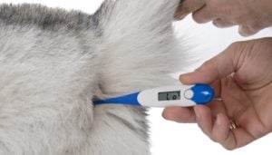 Take your dog's temperature every 5 minutes to avoid heatstrokes