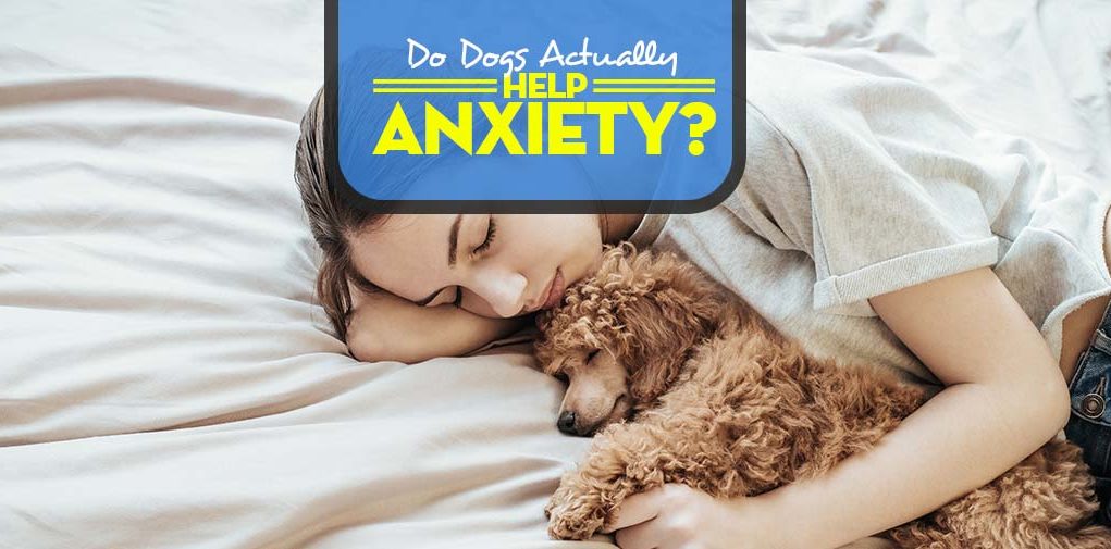 How Do Dogs Help Anxiety