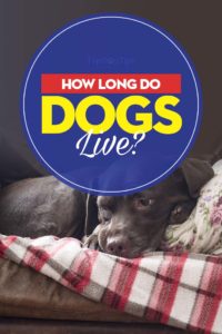 How Long Do Dogs Live Guide