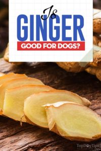 Is Ginger Good for Dogs