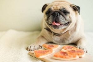 Is Pizza Bad for Dogs