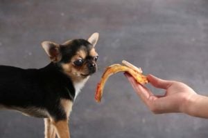 Is pizza good for dogs