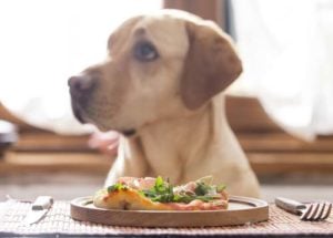 Is pizza safe for dogs