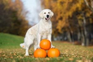 Is pumpkin good for dogs