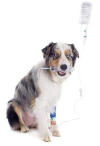 Kidney Failure in Dogs