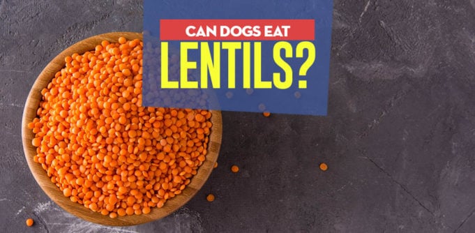 Lentils for Dogs 101