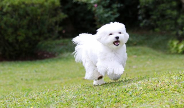 Maltese Dog Breed