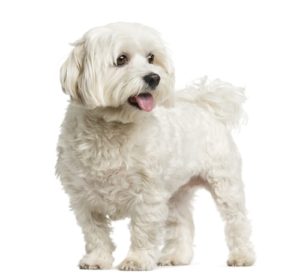 Maltese Dog Breed