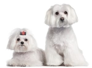 Maltese Dog Breed