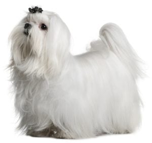 Maltese Dog Breed